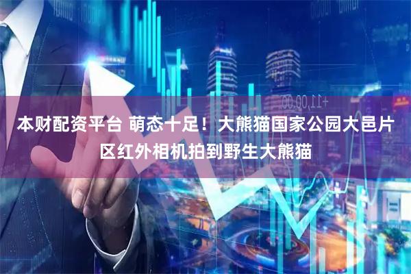 本财配资平台 萌态十足！大熊猫国家公园大邑片区红外相机拍到野生大熊猫